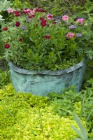 Ancien bain à remous en cuivre, montrant des signes naturels d'altération, contenant diverses plantes à fleurs et situé dans un parterre d'herbes