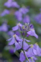Les fleurs comestibles d'Orychophragmus violaceus - légume salade de cresson violet chinois