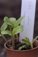 Melianthus major semis en germination semés au début du printemps