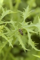 Clytus arietis - Wasp Beetle reposant sur des feuilles de Mizuna - Brassica rapa nipposinica. Un mime inoffensif de guêpes qui se nourrit de pollen et vit de bois mort