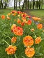 Tulipe 'Amoureuse du soleil'