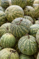 Citrullus lanatus var. citroides syn. Citrullus caffer - Citron ou Jam melon à haute teneur en pectine utilisé pour les conserves, les confitures ou le marinage