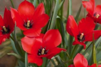 Tulipe orpheline 'Lizzy'