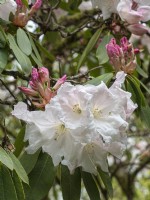 Rhododendron loderi 'Roi George'