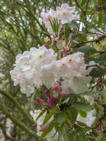 Rhododendron loderi 'Roi George'