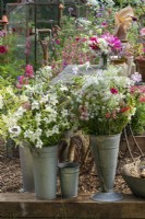 Des pots fraîchement coupés de nicotiana, de parlsey et de bleuets de la Baltique, et des graines de pavot à côté d'une table pour l'arrangement floral dans un jardin de coupe.