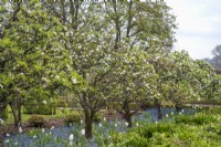 Malus en fleurs sous-plantés de tulipes blanches et de myosotis bleus