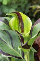 Canna Cleopatra - Feuillage Canna Lily
