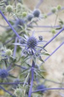 Eryngium planum 'Blaukappe' - Éryngo bleu