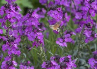 Erysimum Bowles Mauve avec Humming-Bird Hawk-Moth