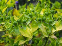 Euphorbia lathyris - Caper Spurge Été Juillet