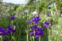 Giverny, France - Jardin de Monet - Iris 'Long's Peak' - Mai 2023