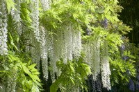 Giverny, France - Jardin de Monet - Wisteria sinensis 'Alba' - Mai 2023