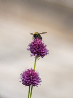 Abeille descendant Allium sphaerocephalon