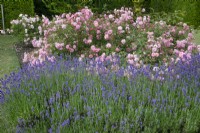 Rosa 'Surrey' et lavande à Waterperry Gardens