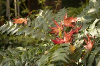Mahonia japonica avec la chute des feuilles d'acer dans le jardin des quatre saisons - West Midlands - octobre