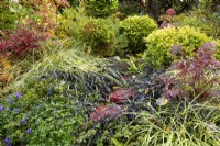 Tremplins rouges à travers la couverture du sol dans le jardin des quatre saisons - West Midlands - Octobre