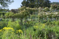 Giverny, France - Jardin de Monet - Rosa 'Madame Alfred Carrier' sur Pergolas au milieu d'un parterre de vivaces mixtes - Mai 2023