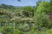 Giverny, France - Jardin de Monet - Rosa 'Madame Alfred Carrier' sur Pergolas au milieu d'un parterre de vivaces mixtes - Mai 2023