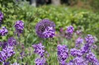 Giverny, France - Allium 'Purple Sensation' et roquette sucrée dans le Jardin de Monet - Mai 2023
