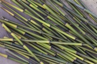 Couper des longueurs de plantes de bambou poussant dans le jardin pour les utiliser comme supports de plantes