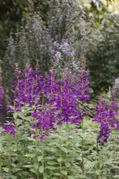 Lobelia 'Hadspen Purple' - fleur cardinale