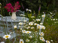 Ox-eye Daises Leucanthemum vulgare en chaise de jardin et table et valériane rouge dans un vase l'été juin