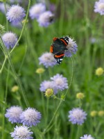 Papillon Vulcain - Vanessa atalanta se nourrissant de scabieuse des champs - Knautia arvensis Juillet Été