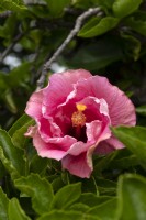 Hibiscus rosa sinensis 'corail Marjorie'
