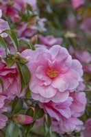 Camellia x williamsii 'Donation' floraison au printemps - mars