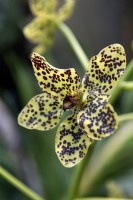 Grammatophyllum speciosum, orchidée géante