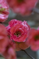 Double Chaenomeles speciosa 'Scarlet Storm' floraison au printemps - avril