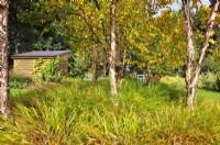 Couvre-sol Hakonechloa macra 'Aureola' sous les bouleaux-Betula papyrifera dans le jardin d'automne. Octobre