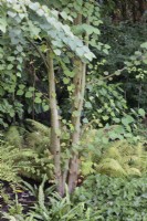 Tronc de Cercidiphyllum japonicum avec couvre-sol aimant l'ombre