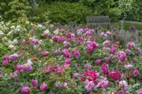 Rosa 'Gertrude Jekyll' fleurit dans une roseraie formelle en été - juin
