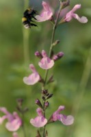 Salvia Lara avec Bombus lucorum - le bourdon à queue blanche qui se pose sur une fleur