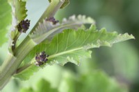Brassica oleracea Italica Group 'Early Purple Sprouting' Purple Sprouting Brocoli Avril