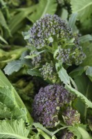 Brassica oleracea Italica Group 'Early Purple Sprouting' fleurons cueillis de Purple Sprouting Broccoli Avril