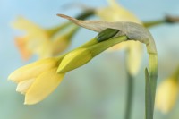 Narcissus 'Blushing Lady' Jonquille bouton floral commençant à s'ouvrir Div 7 Jonquilla Avril