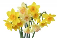 Narcisse 'Blushing Lady' et Narcisse 'Garden Opera' Jonquilles cueillies Div 7 Jonquillas Avril