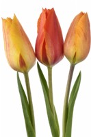 Tulipa 'El Nino' Tulipe Unique Tardive Groupe Avril