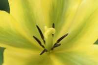Tulipa 'Formosa' Tulip Viridiflora Groupe Avril