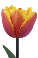 Tulipa 'Fringed Solstice' Tulipe Frangée Groupe Avril