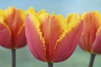 Tulipa 'Fringed Solstice' Tulipe Frangée Groupe Avril