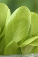 Lactuca sativa 'Gustav's Salad' Semis de laitue cultivés pour les jeunes feuilles de salade Mai