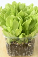 Lactuca sativa 'Gustav's Salad' Les semis de laitue cultivés pour les jeunes feuilles de salade dans un pot en plastique sur le rebord de la fenêtre peuvent