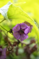 Rubus odoratus framboisier à fleurs violettes