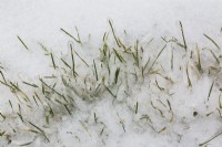 Brins de Poa pratensis - Kentucky Bluegrass émergeant à travers la couche de glace sur la pelouse avec du chaume au début du printemps.