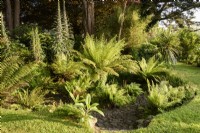Jardin en contrebas de fougères dans un jardin de Cornouailles en mai