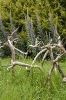 Racines d'Echium devant les épis fleuris d'Echium pininana dans un jardin de Cornouailles en mai
